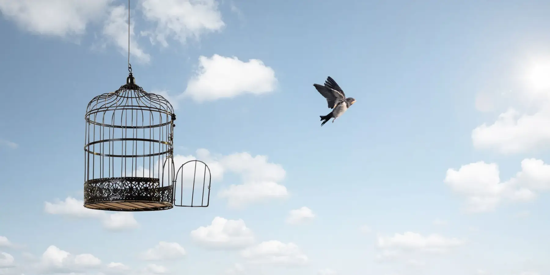 A bird flying free from an open cage