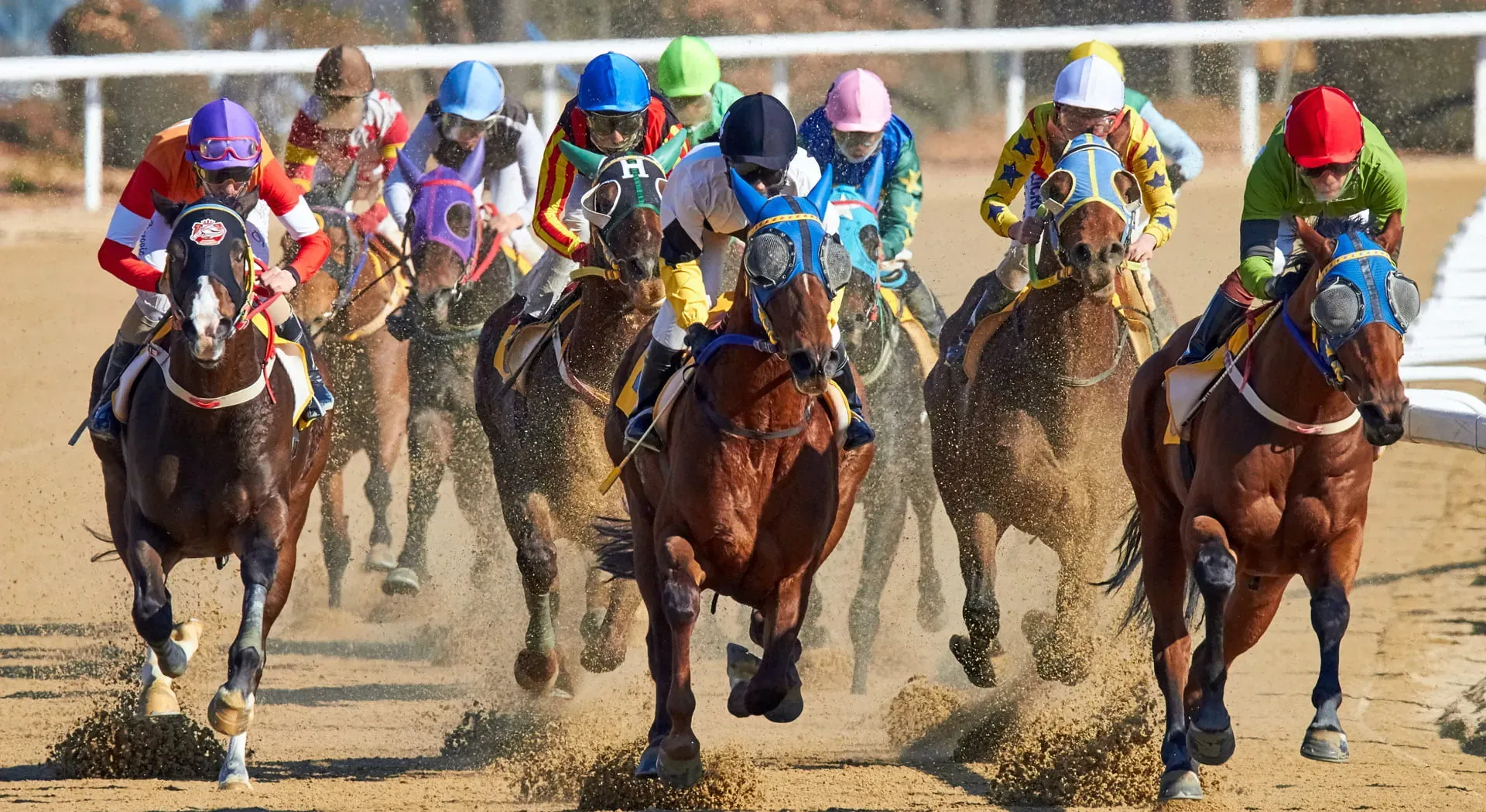 Horses racing, a picture of picking a fast horse